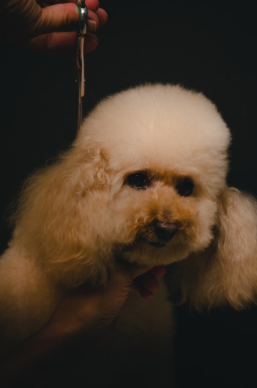 Snyrtir heldur varlega um lítinn ljósan poodle og klippir feldinn með skærum.