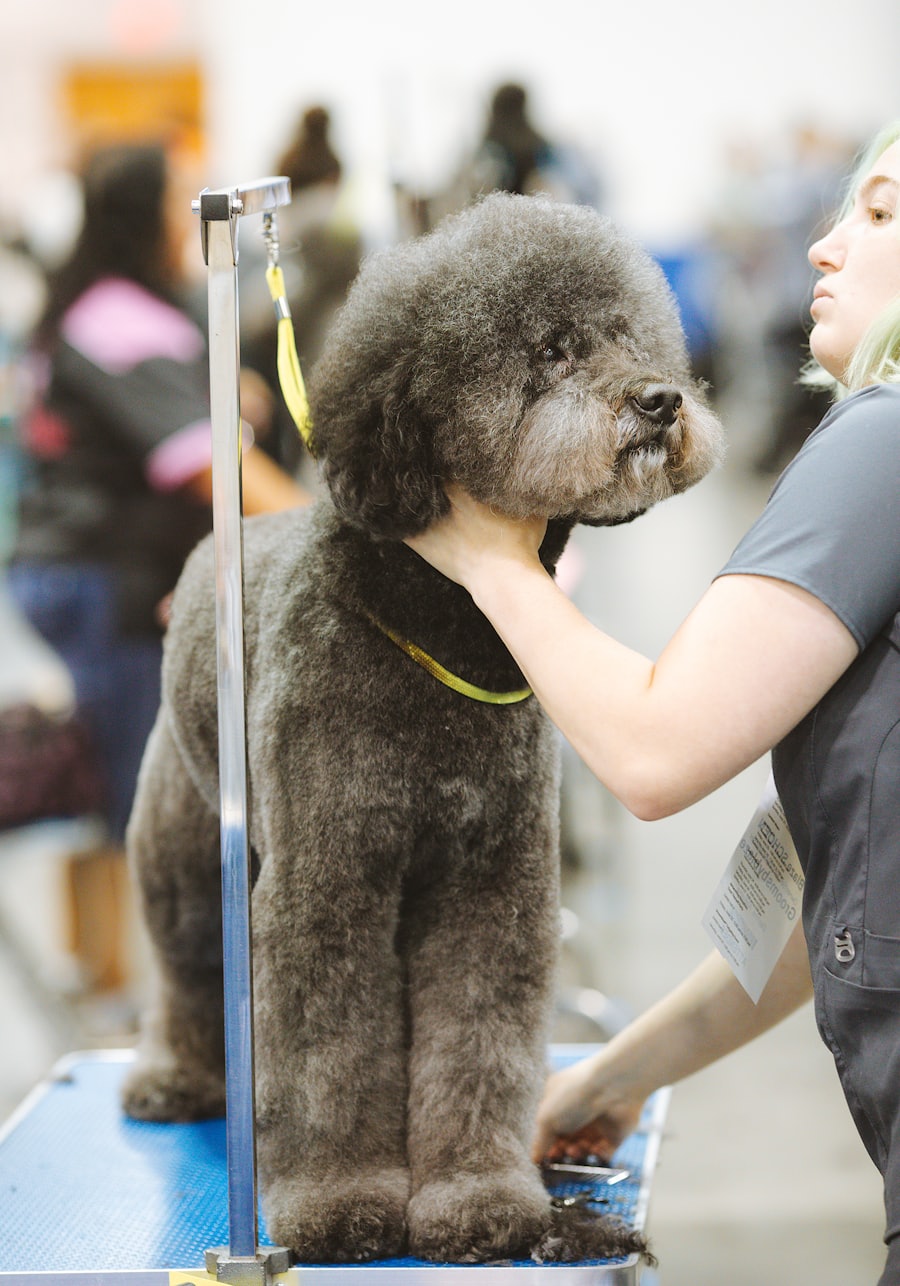 Hundasnyrtir vinnur með gráan poodle á snyrtiborði.
